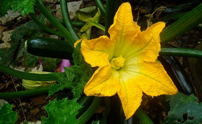 flor de abóbora