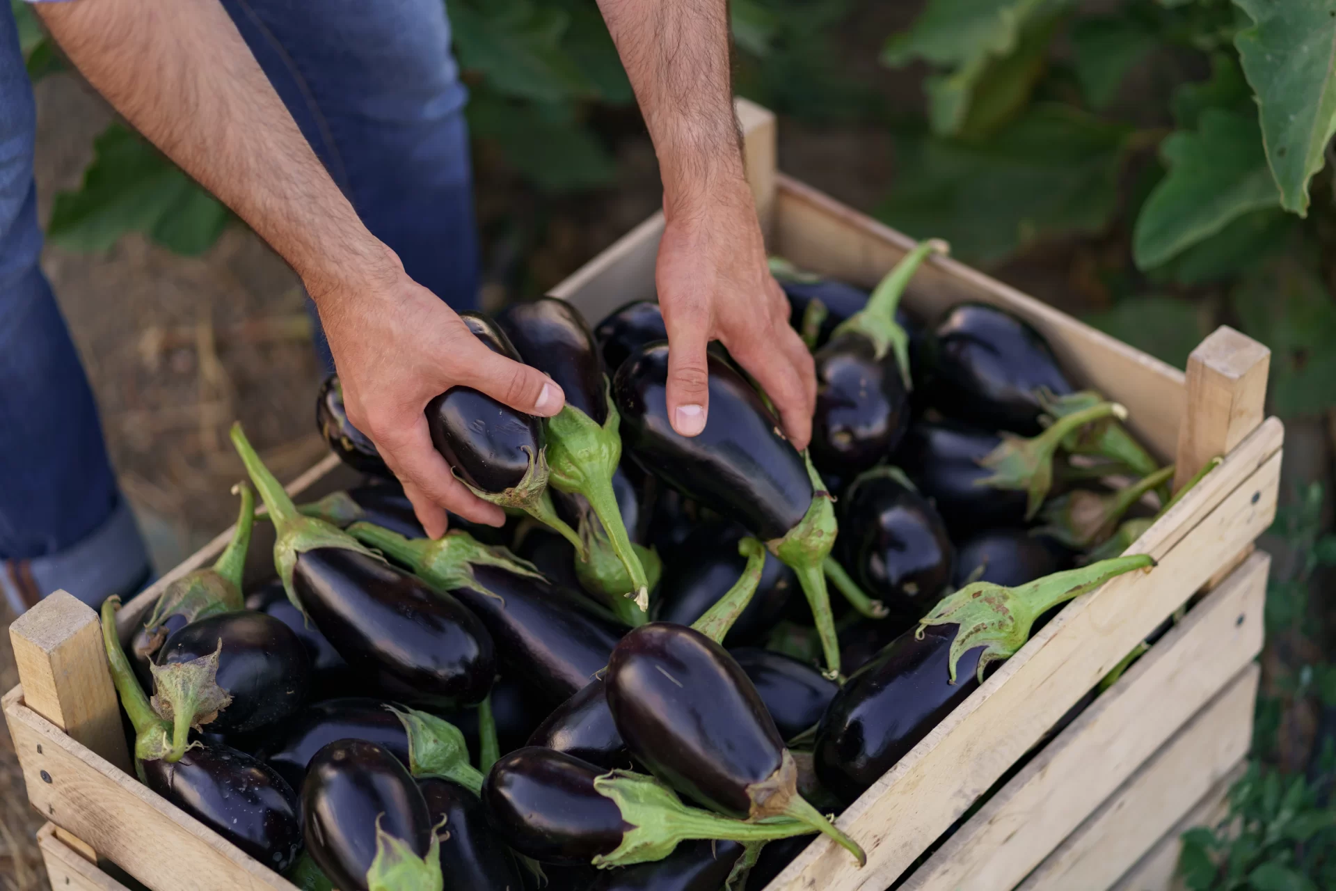 berinjela legumes da primavera