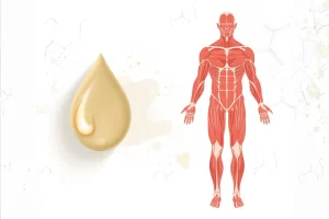 Ilustração científica mostrando uma gota de gordura ao lado de um corpo humano com sistema muscular em destaque.